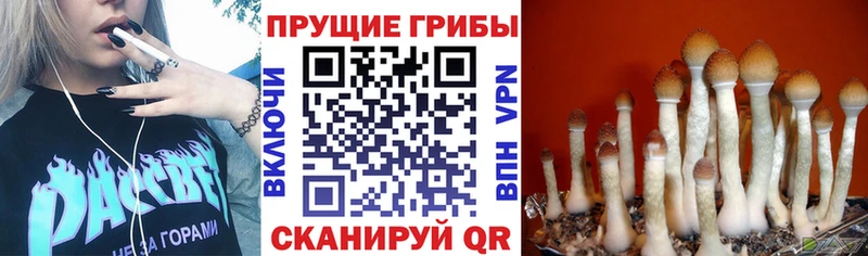 Купить где  Ковдор  Псилоцибиновые грибы MAGIC MUSHROOMS 